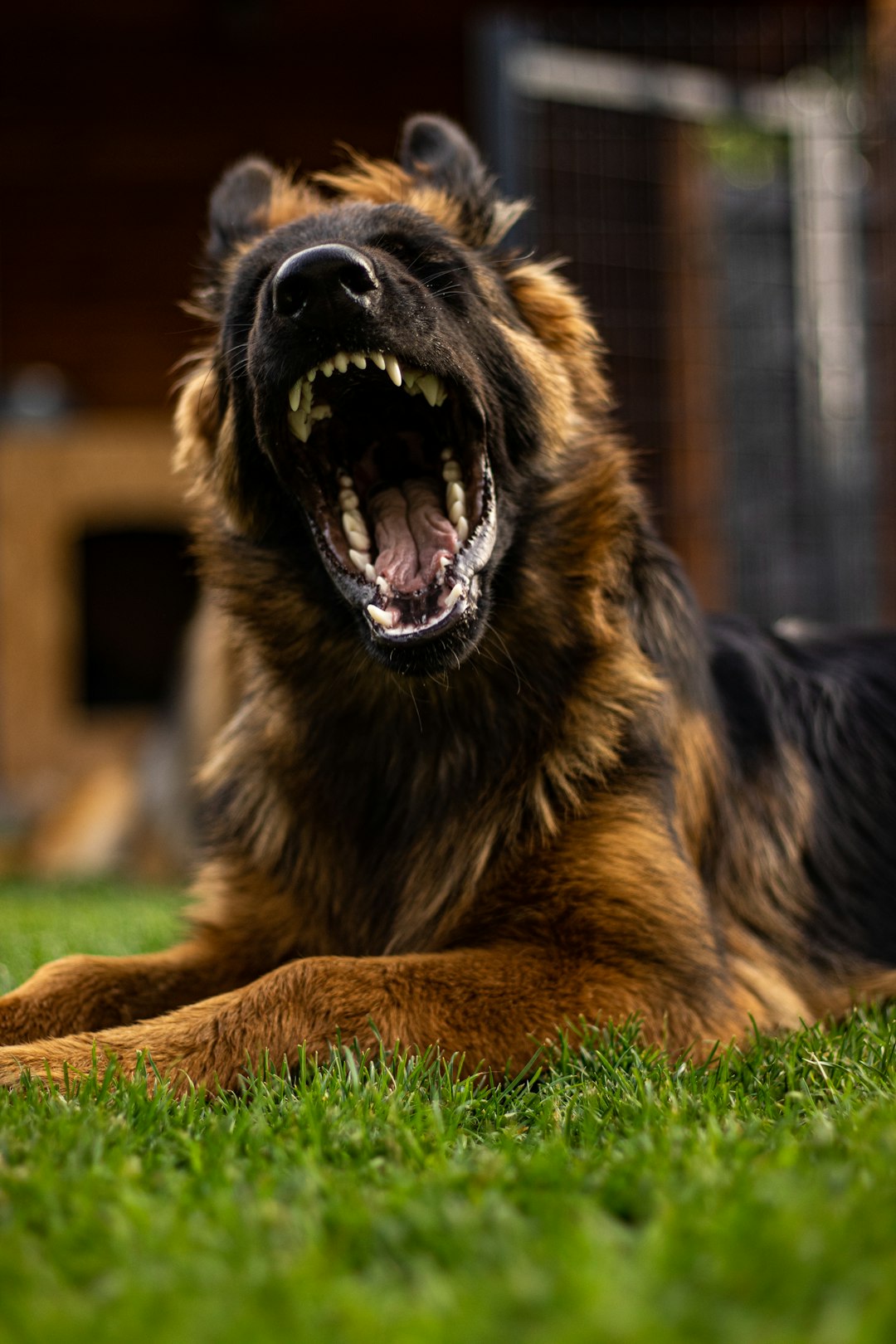 Dog avatar